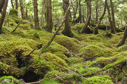 photo 2 of Minami Alps National Park