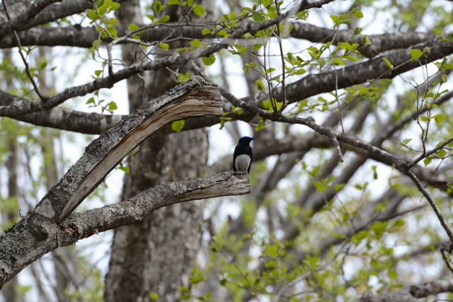 photo of Blue-and-white Flycatcher(Cyanoptila cyanomelana)