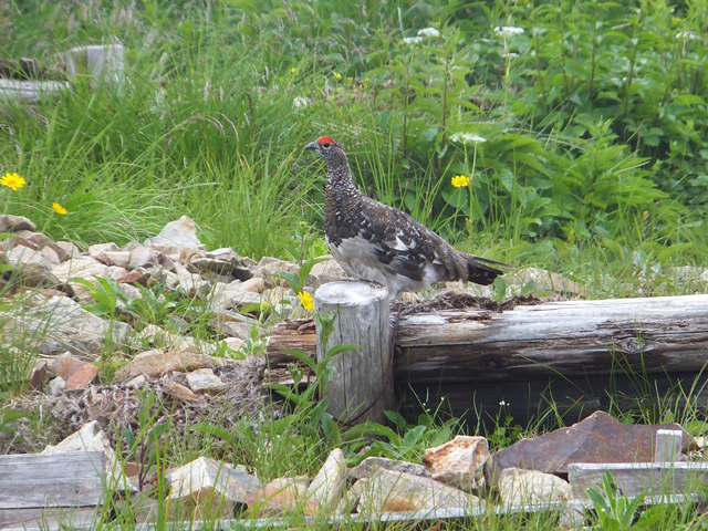 photo of Rock Ptarmigan(Lagopus mutus japonicus) 