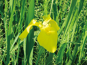 photo of Iris pseudacorus