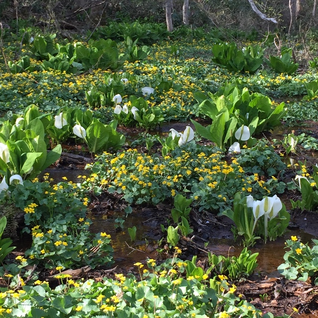 タイトル　むれ水芭蕉園（６）