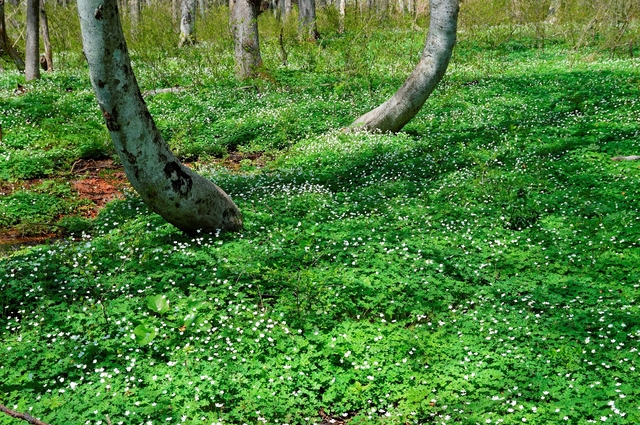 タイトル　むれ水芭蕉園（９）