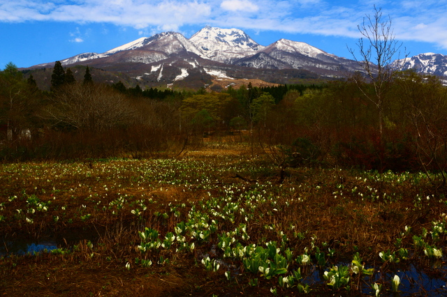 タイトル　妙高山とミズバショウ