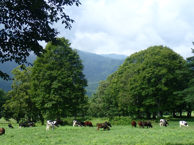 環境省 妙高戸隠連山国立公園 フォトアルバム 笹ヶ峰牧場