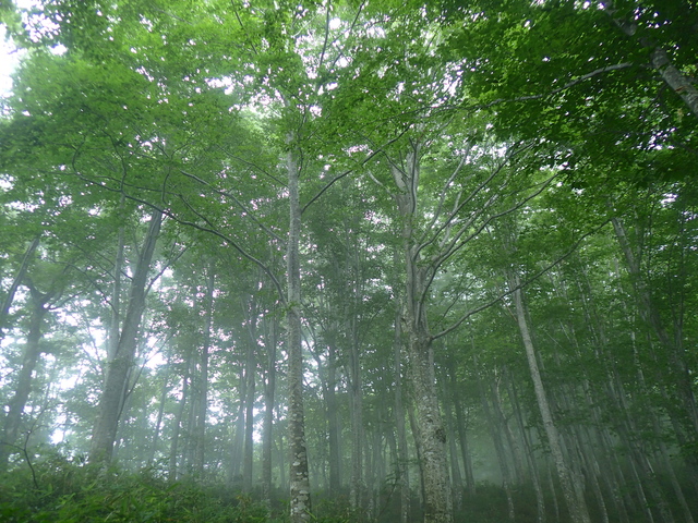 タイトル　雨飾山ブナ林