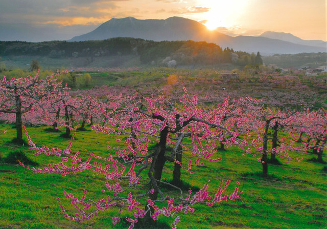 タイトル　飯綱山 夕日　丹霞郷（１）