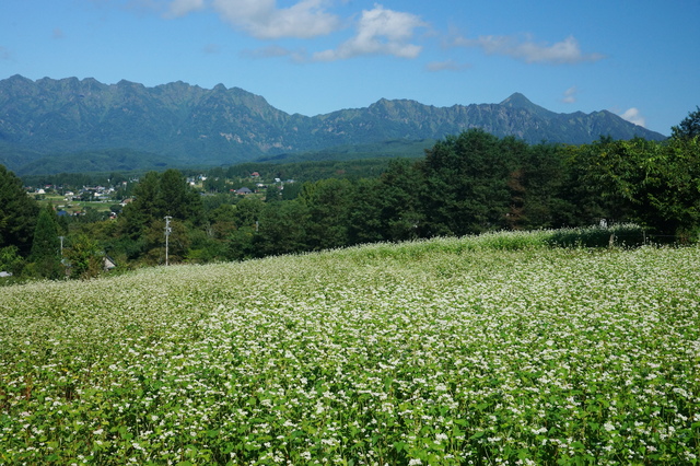 タイトル　｢そば畑と戸隠連峰｣