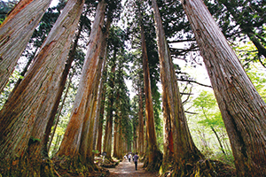 photo of Japanese Cedar-lined Approach to the Okusya Shrine