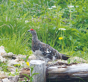 photo of Male Rock Ptarmigan