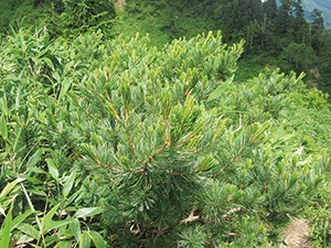 photo of Creeping Pine Trees