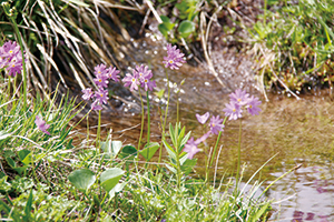 photo of <em>Primula cuneifolia Ledeb. var. hakusanensis makino</em>