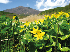 photo of Caltha palustris var. nipponica and Mt. Iizuna