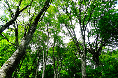 photo 6 of Myoko-Togakushi renzan National Park