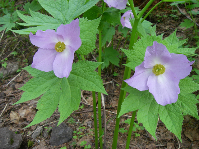 photo of Glaucidium palmatum