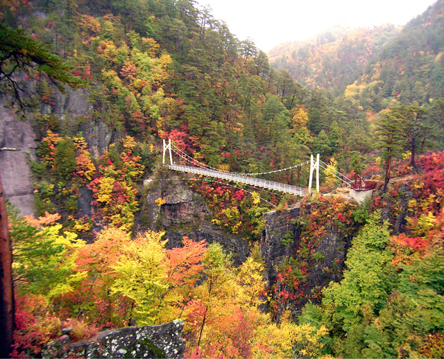 紅葉の写真