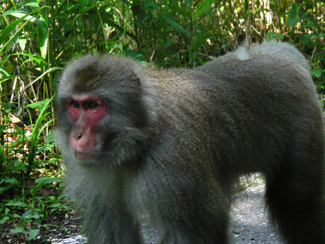 photo of Japanese Macaque (Macaca fuscata)