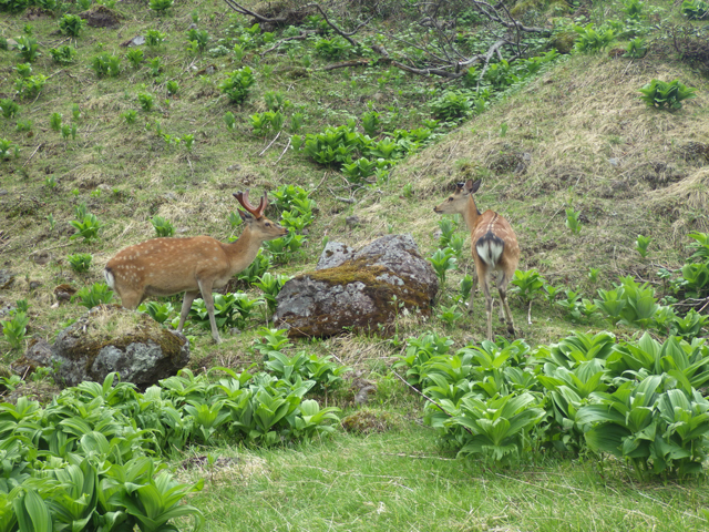 photo of Japanese Sika Deer (Cervus nippon)