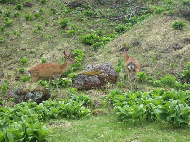 ニホンジカの写真