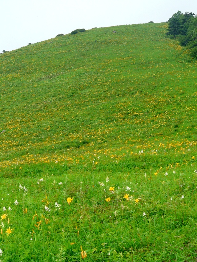 タイトル　ニッコウキスゲの花畑