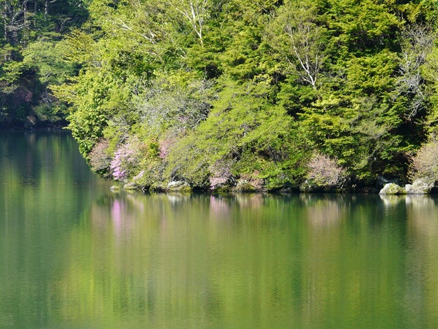 タイトル　湯ノ湖の新緑