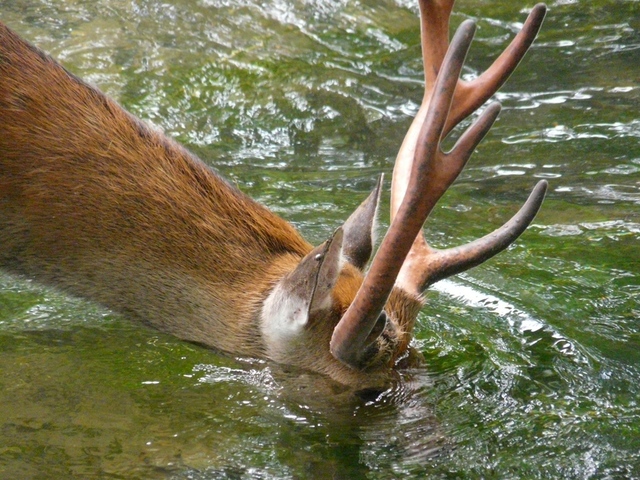 タイトル　水草を食べるシカ