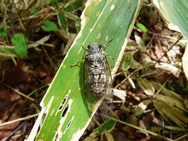 タイトル　エゾハルゼミ