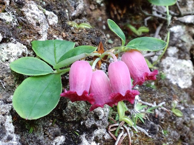 タイトル　ウラジロヨウラクの花