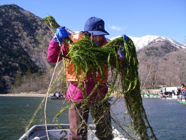 タイトル　湯ノ湖のコカナダモを除去する自然保護官