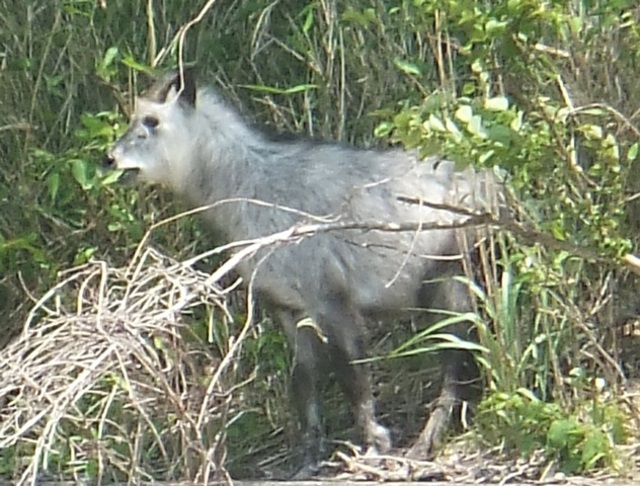 タイトル　カモシカ