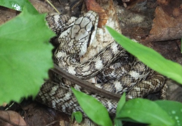 タイトル　アオダイショウ