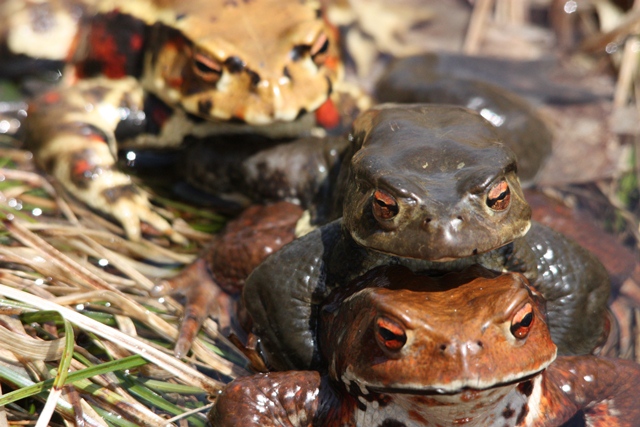 タイトル　アズマヒキガエル