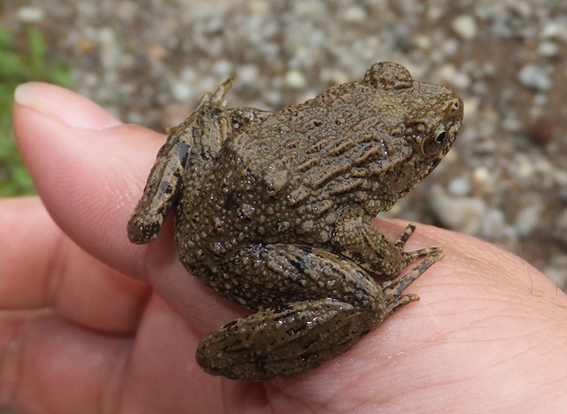 タイトル　ツチガエル