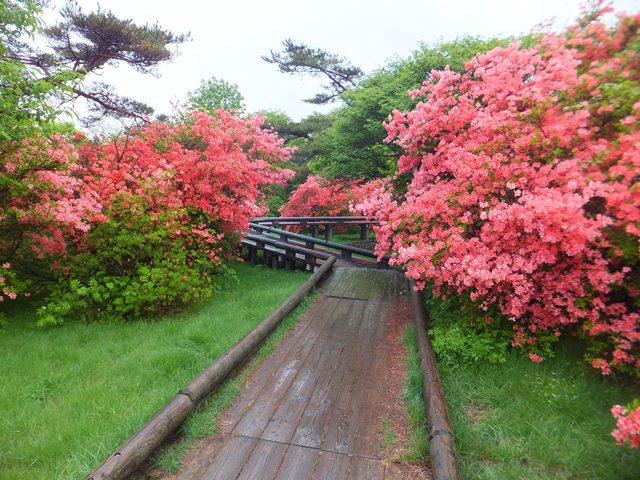 タイトル　八幡ツツジ園地