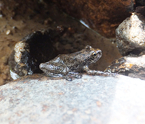 photo of Buerger's Frog Living by the Stream