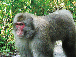 photo of  Japanese Macaque