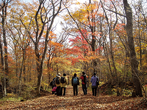 那須平成の森の広葉樹林の写真