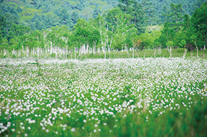photo of Cottongrass at Senjogahara 