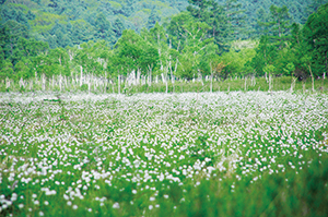 戦場ヶ原のワタスゲ（湿原植物）の写真