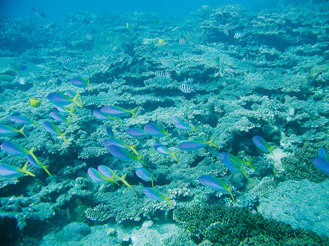 photo of Anijima Island Marine Park