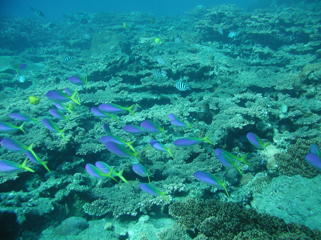 photo of Coral Reef