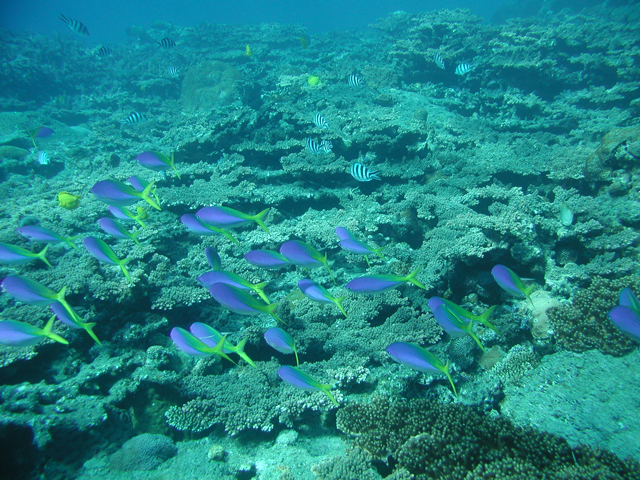 小笠原諸島のサンゴ