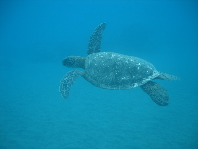 photo of Green Turtle (Chelonia mydas mydas)