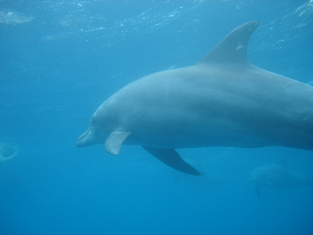 photo of Indian Ocean Bottlenose Dolphin (Tursiops aduncus)
