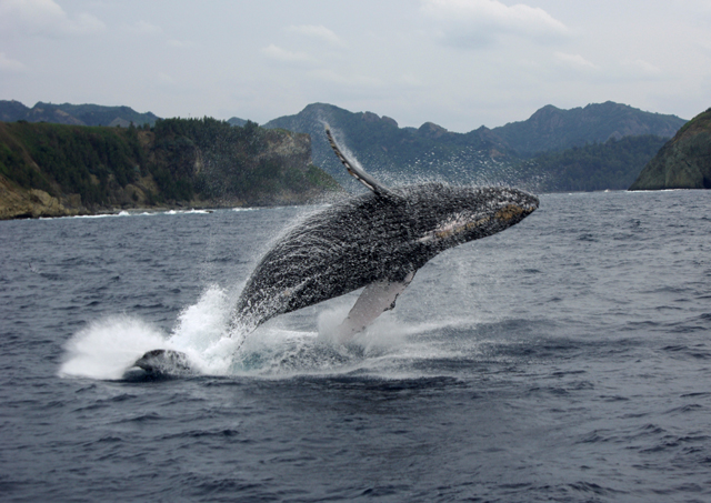 ザトウクジラの写真