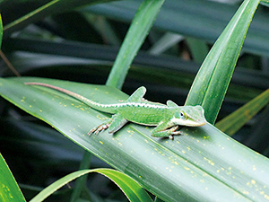 photo of Invasive species, Anolis carolinensis