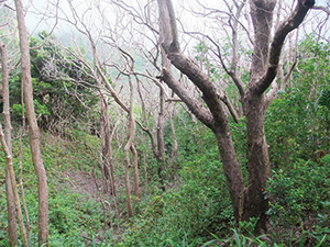 photo of Withering and extermination of Bischofia javanica using chemicals