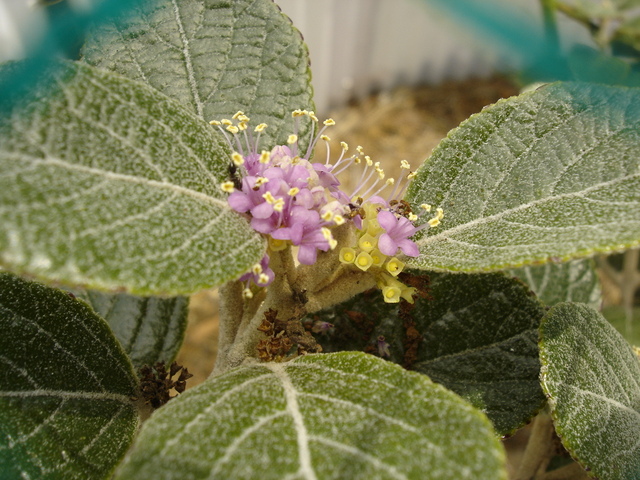 タイトル　ウラジロコムラサキ花