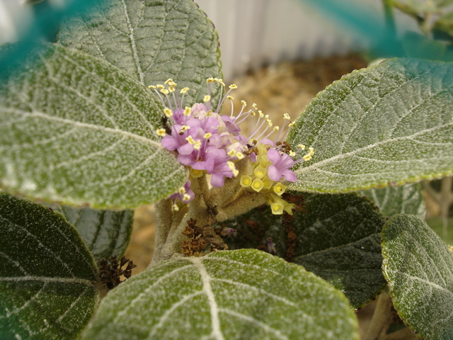 タイトル　ウラジロコムラサキ花