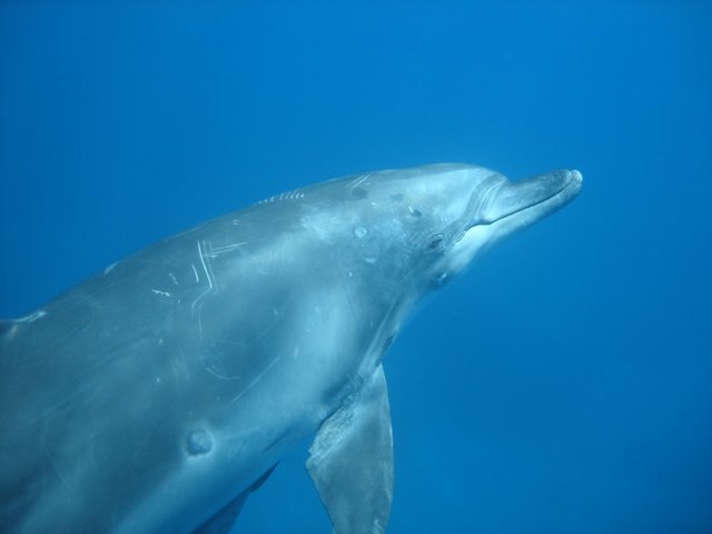 タイトル　ミナミハンドウ-2