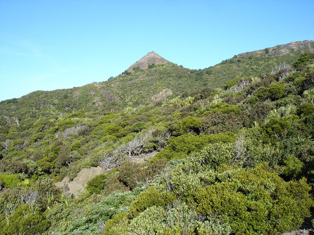 タイトル　兄島乾性低木林